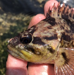 Sebastes rastrelliger