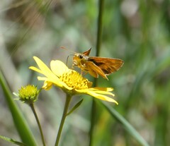 Ochlodes sylvanoides