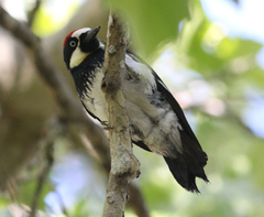 Melanerpes formicivorus