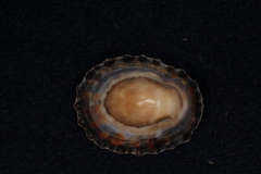 Cellana denticulata