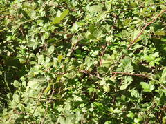 Rubus ulmifolius