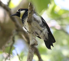 Melanerpes formicivorus