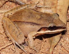 Leptodactylus mystaceus