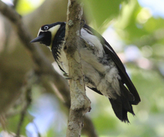 Melanerpes formicivorus