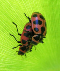 Coleomegilla maculata