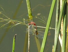 Erythrodiplax corallina