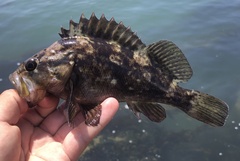 Sebastes rastrelliger