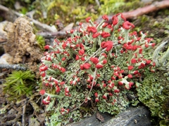 Cladonia cristatella