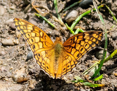 Euptoieta claudia