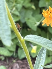 Delphinia picta