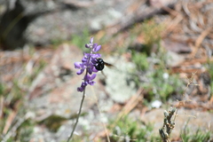 Xylocopa californica arizonensis