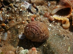 Nerita plicata
