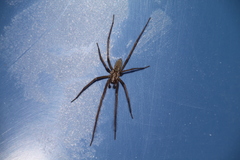 Araneae
