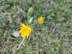 Scorzoneroides autumnalis