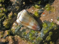 Conus muriculatus