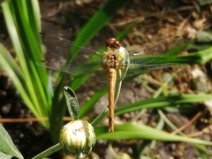 Sympetrum sanguineum