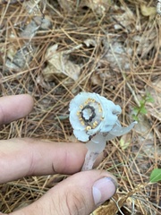 Monotropa uniflora