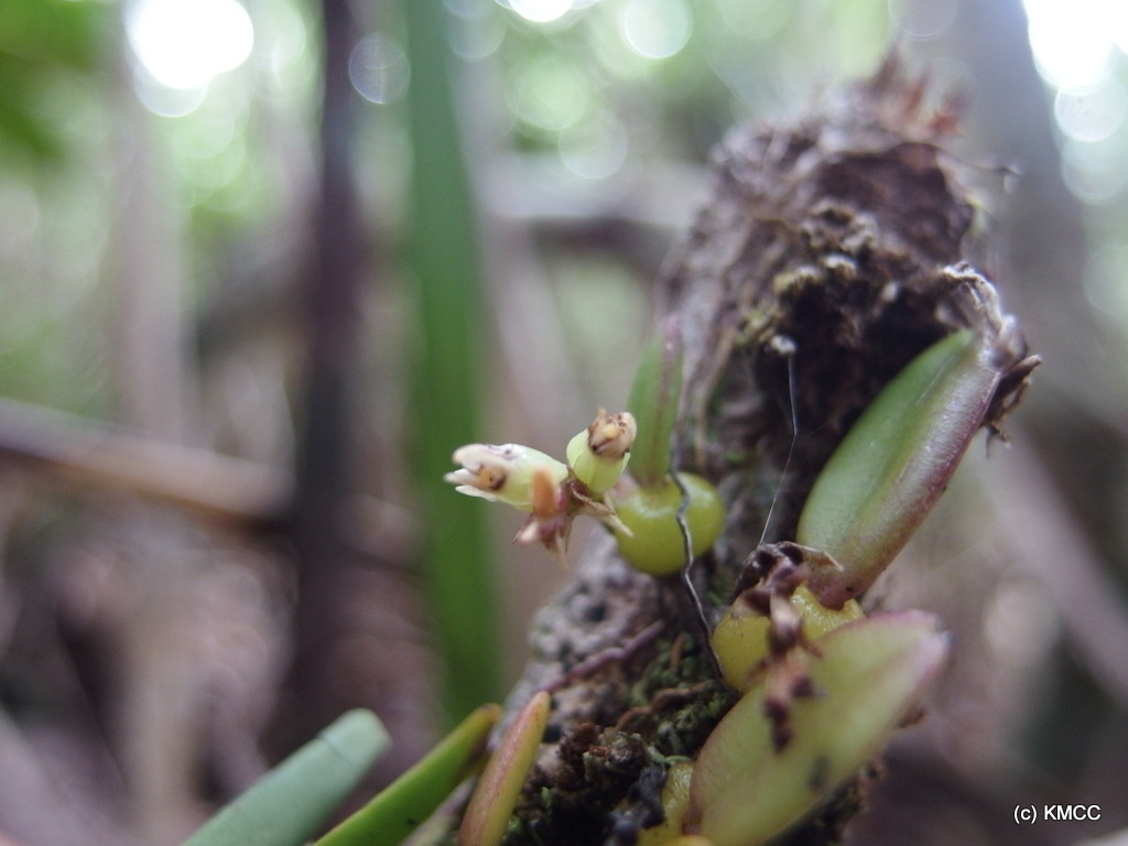 Bulbophyllum pantoblepharon