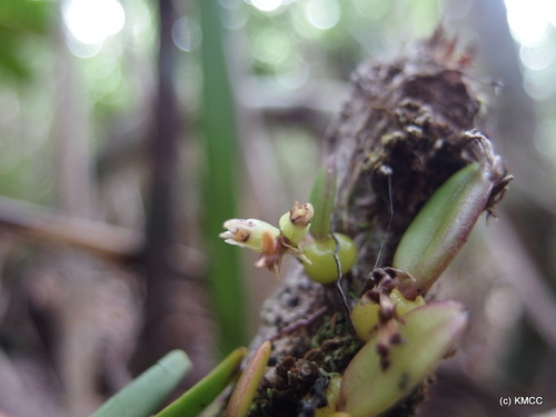 Bulbophyllum pantoblepharon image