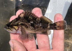 Sebastes rastrelliger