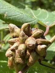 Ampelomyia vitiscoryloides