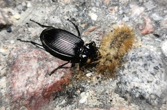 Pterostichus niger