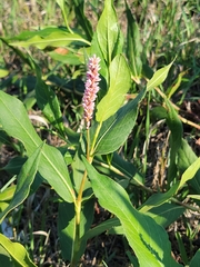 Persicaria