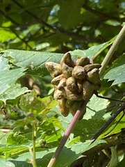 Ampelomyia vitiscoryloides