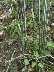 Equisetum hyemale