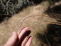 Elymus glaucus