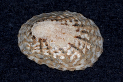 Cellana denticulata