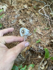 Monotropa uniflora