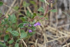 Clinopodium