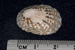 Cellana denticulata