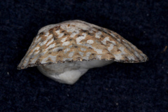 Cellana denticulata