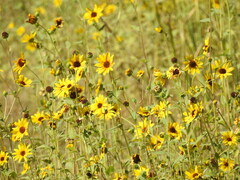 Helianthus petiolaris