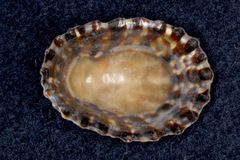 Cellana denticulata