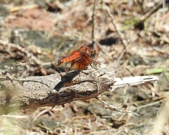 Erythrodiplax corallina