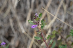 Clinopodium