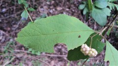 Callicarpa acuminata