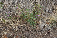Clinopodium