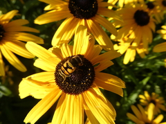 Eristalis transversa