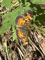 Phyciodes tharos