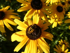 Eristalis transversa