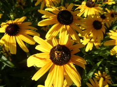 Eristalis transversa