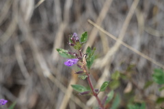 Clinopodium