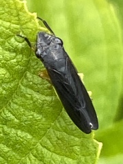 Homalodisca insolita