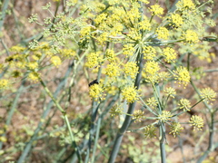 Pompilidae