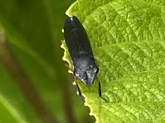 Homalodisca insolita