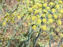 Pompilidae